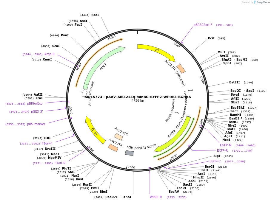 243169-plasmid-map-sequence-id-525528