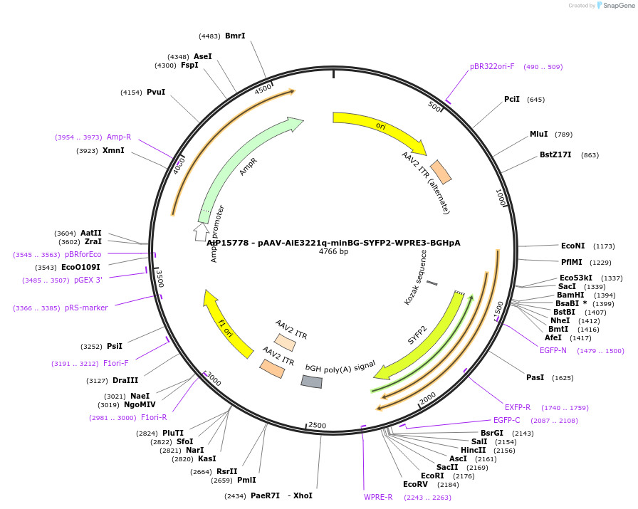 243172-plasmid-map-sequence-id-525529