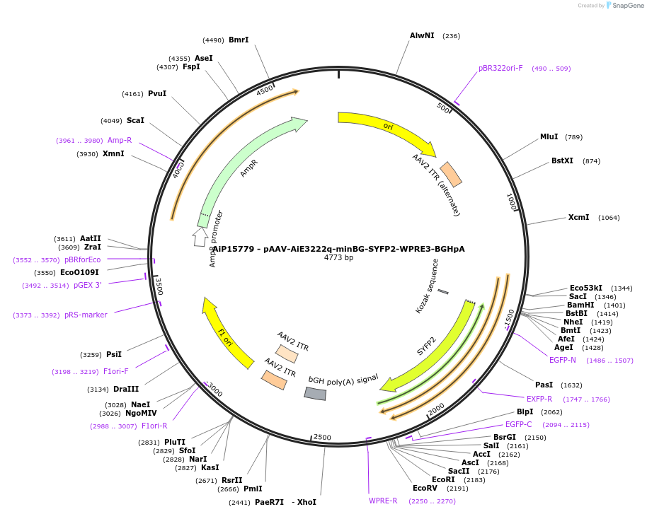 243173-plasmid-map-sequence-id-525530