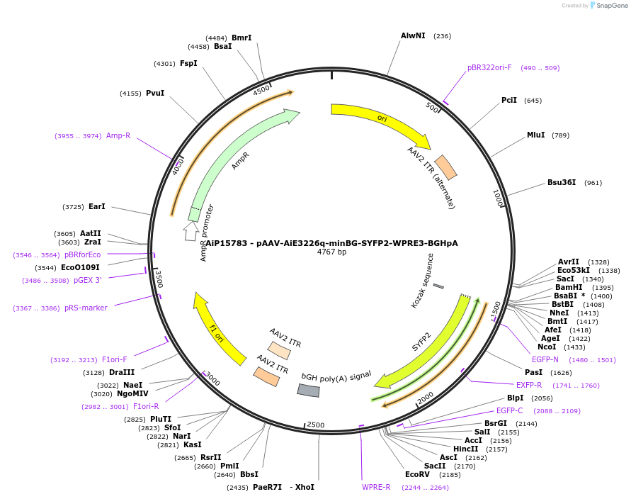 243174-plasmid-map-sequence-id-525531