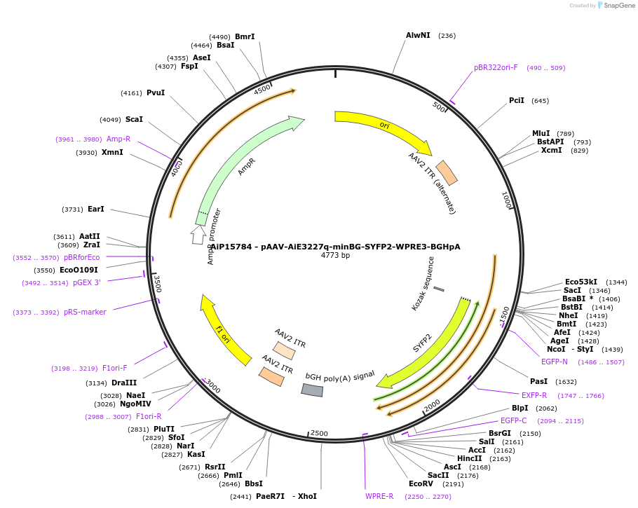 243175-plasmid-map-sequence-id-525532