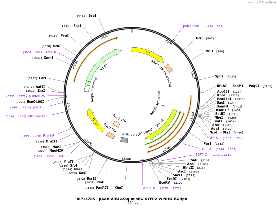243176-plasmid-map-sequence-id-525533