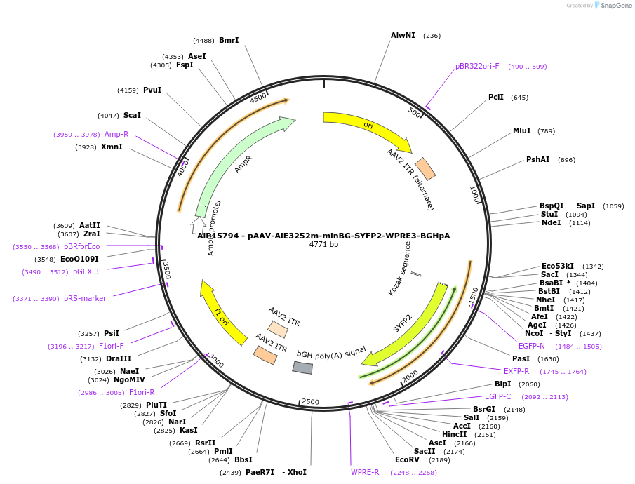 243177-plasmid-map-sequence-id-525534