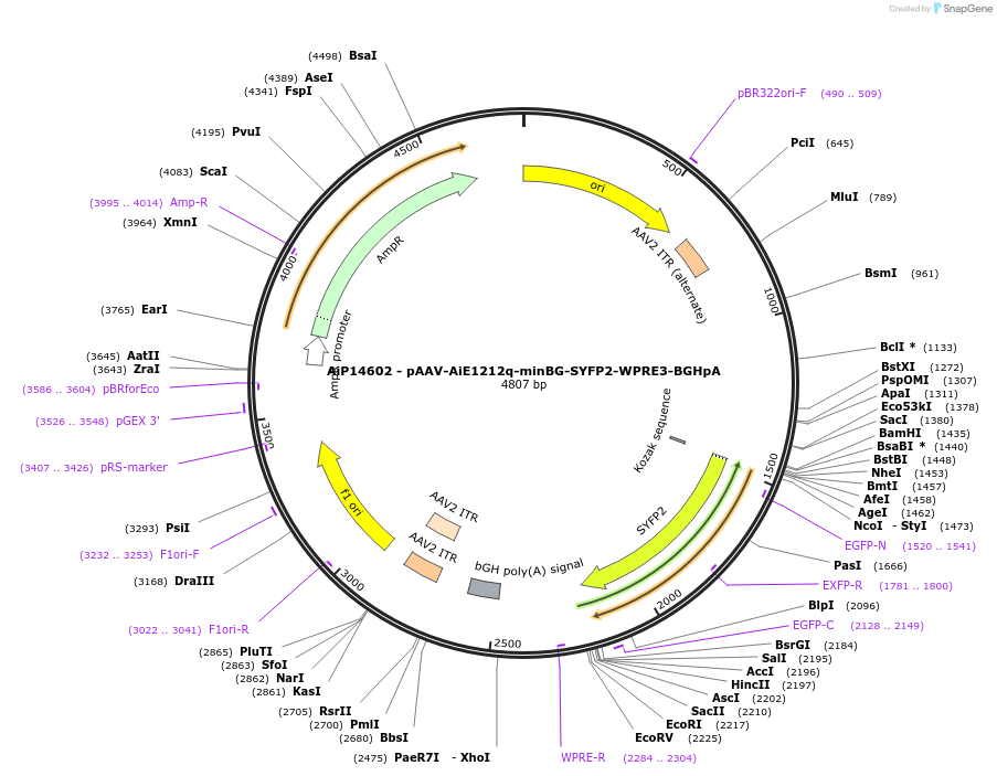 243184-plasmid-map-sequence-id-525535