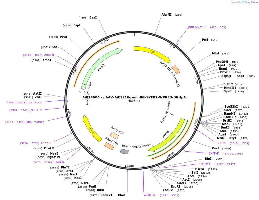 243185-plasmid-map-sequence-id-525536