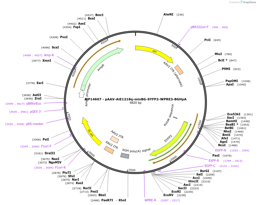 243186-plasmid-map-sequence-id-525537