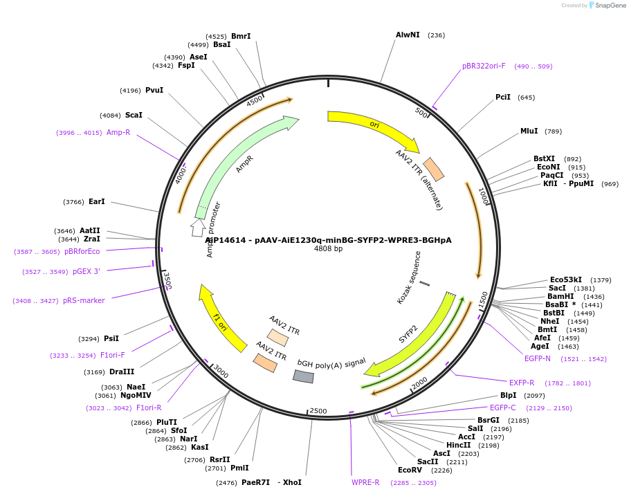 243187-plasmid-map-sequence-id-525538