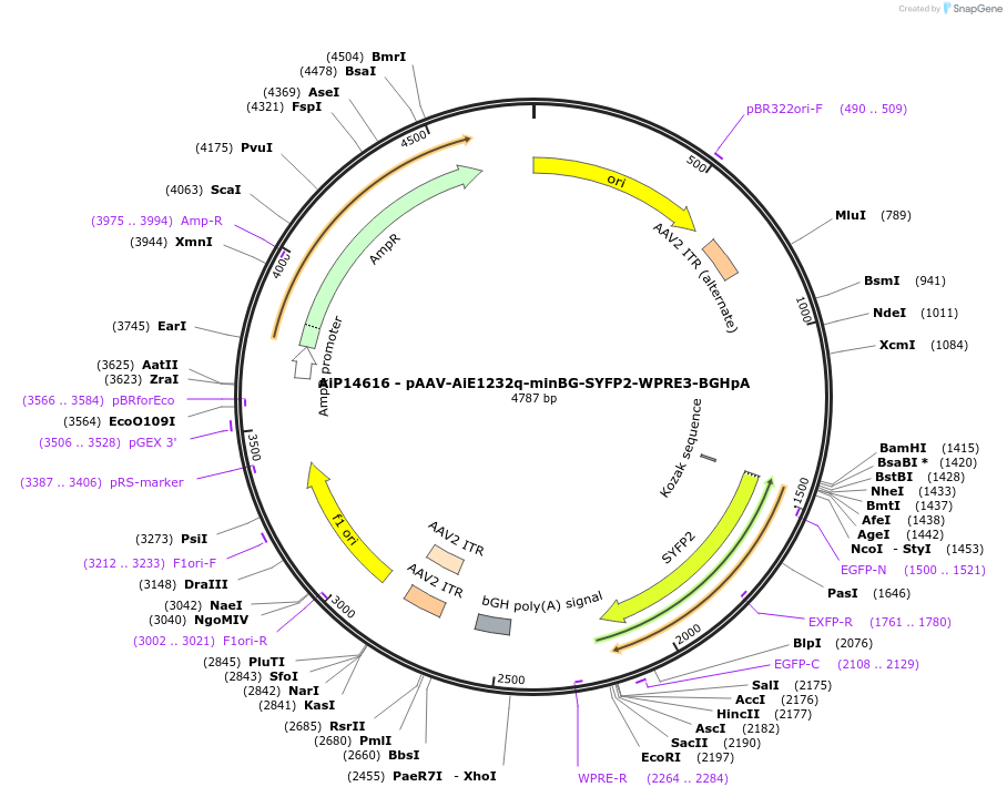 243188-plasmid-map-sequence-id-525539