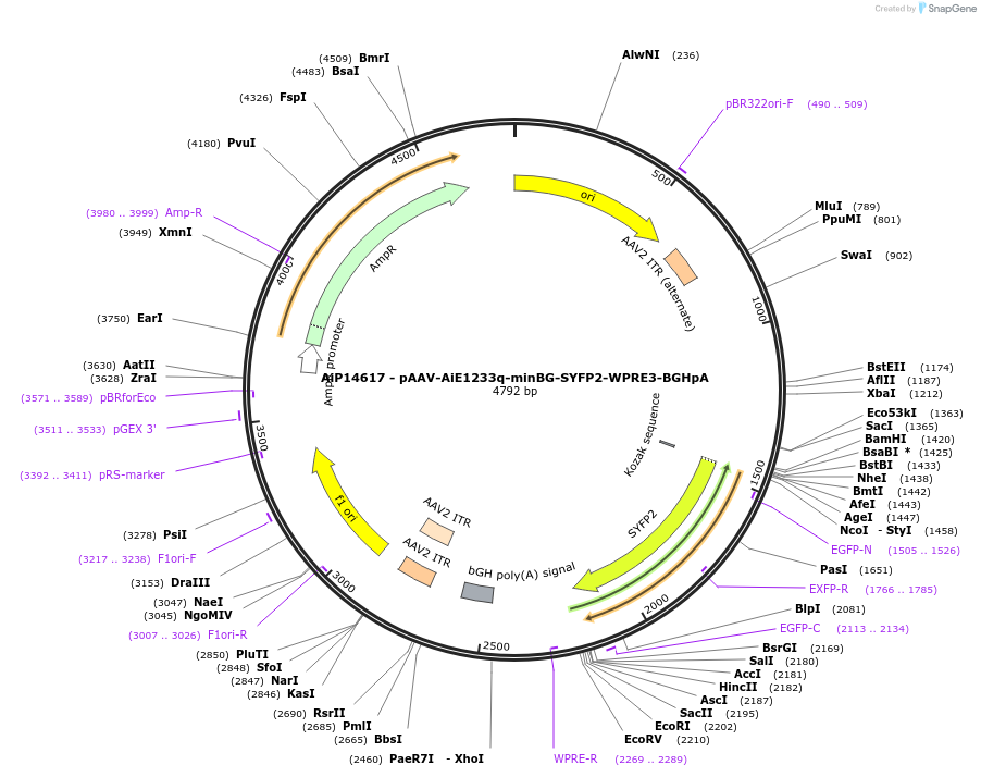 243189-plasmid-map-sequence-id-525540