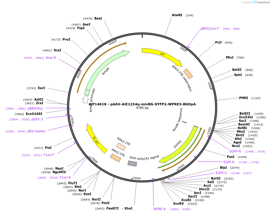 243190-plasmid-map-sequence-id-525541