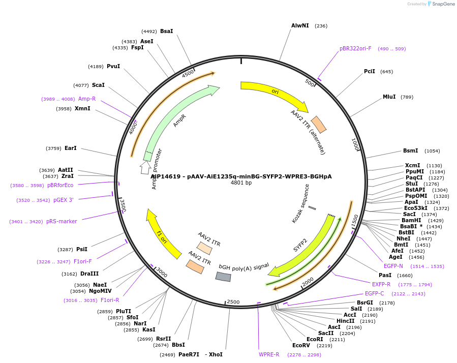 243191-plasmid-map-sequence-id-525542