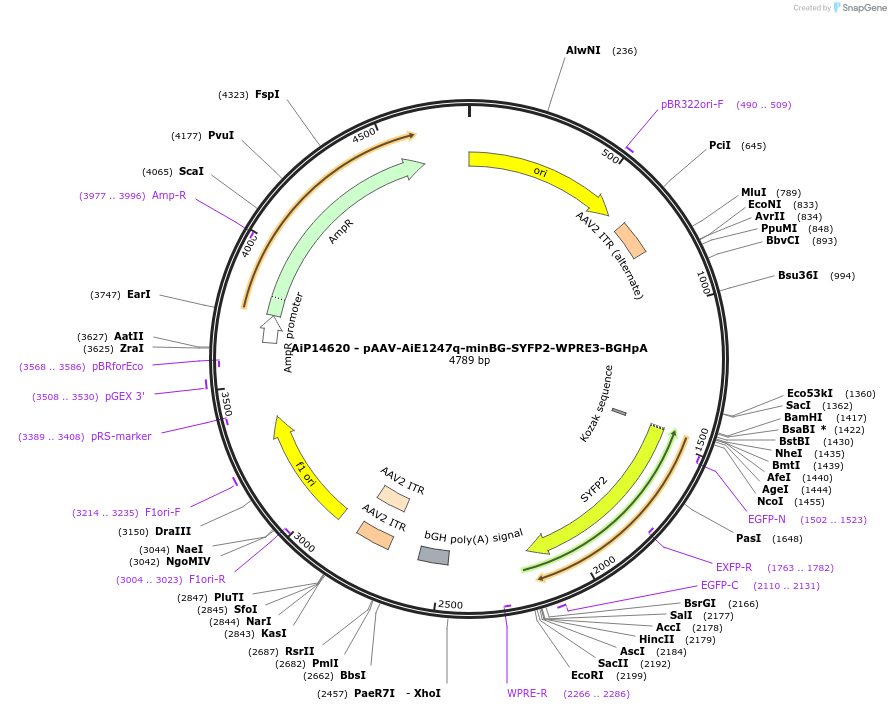 243192-plasmid-map-sequence-id-525543