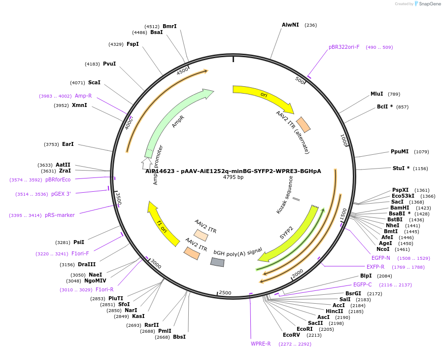 243193-plasmid-map-sequence-id-525544