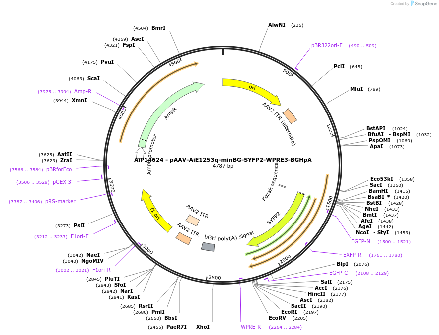 243194-plasmid-map-sequence-id-525545
