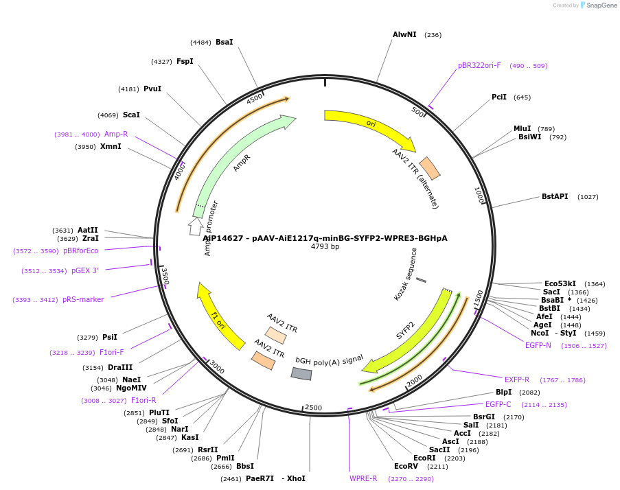243195-plasmid-map-sequence-id-525546