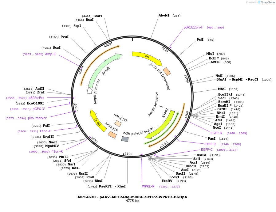 243197-plasmid-map-sequence-id-525547