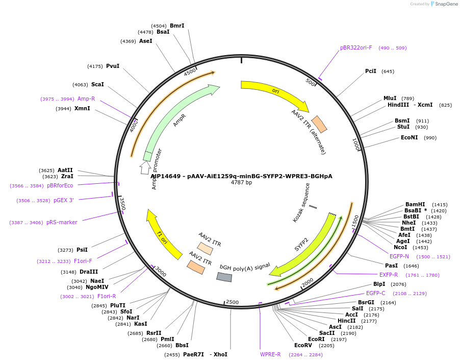 243199-plasmid-map-sequence-id-525549