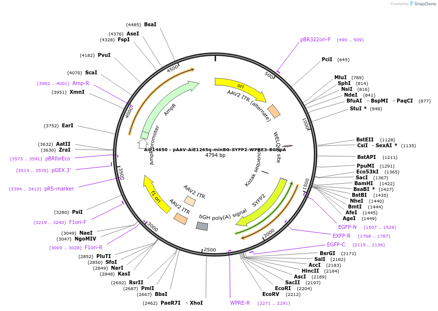 243200-plasmid-map-sequence-id-525550