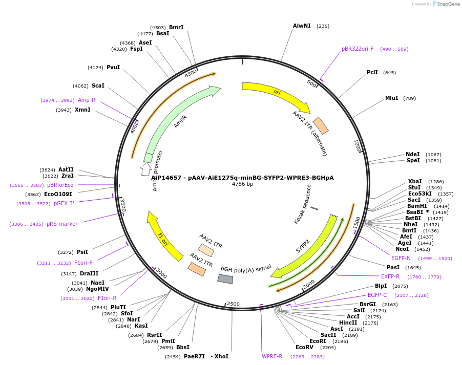 243202-plasmid-map-sequence-id-525551