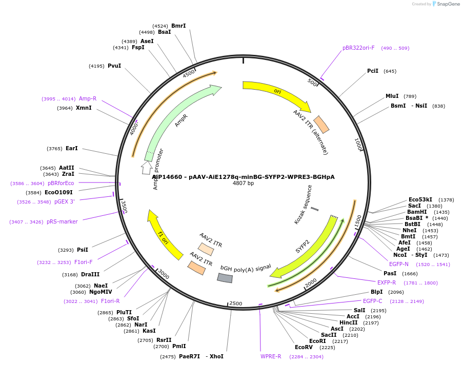 243203-plasmid-map-sequence-id-525552