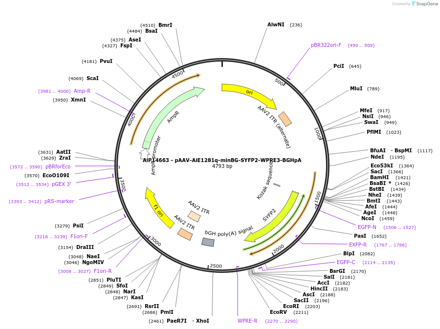 243204-plasmid-map-sequence-id-525553