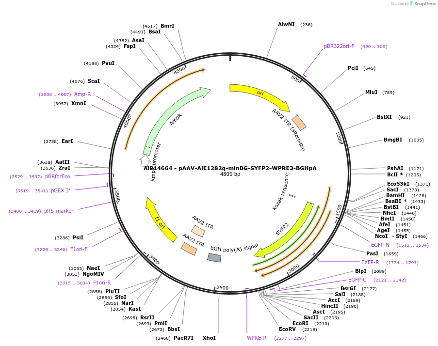243205-plasmid-map-sequence-id-525554