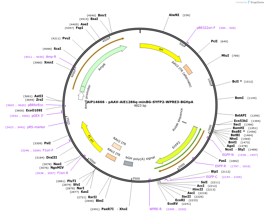243206-plasmid-map-sequence-id-525555