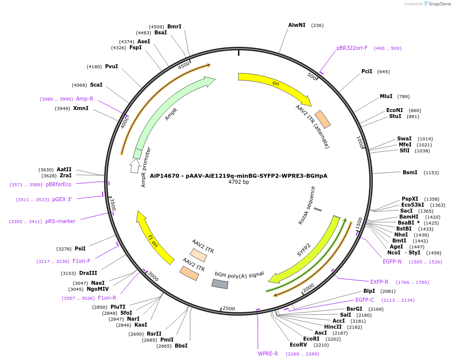 243207-plasmid-map-sequence-id-525556