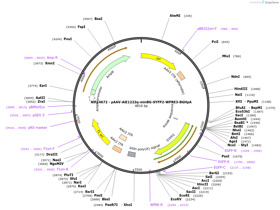 243208-plasmid-map-sequence-id-525557