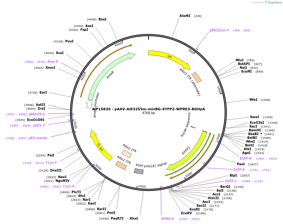 243304-plasmid-map-sequence-id-525558