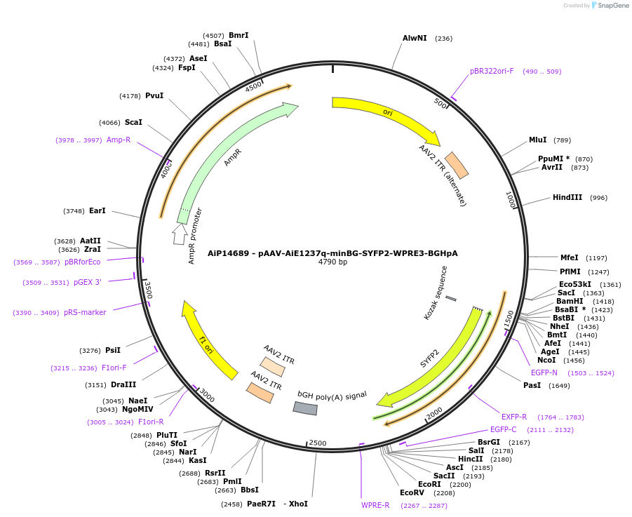 243210-plasmid-map-sequence-id-525559