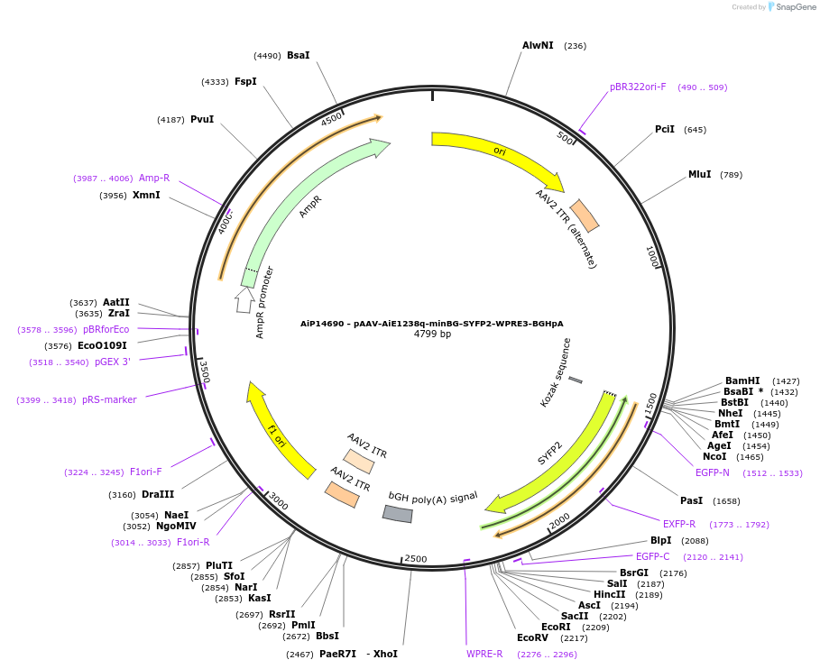 243211-plasmid-map-sequence-id-525560