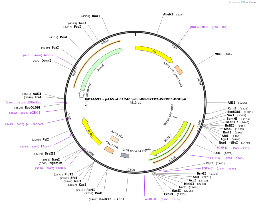 243212-plasmid-map-sequence-id-525561