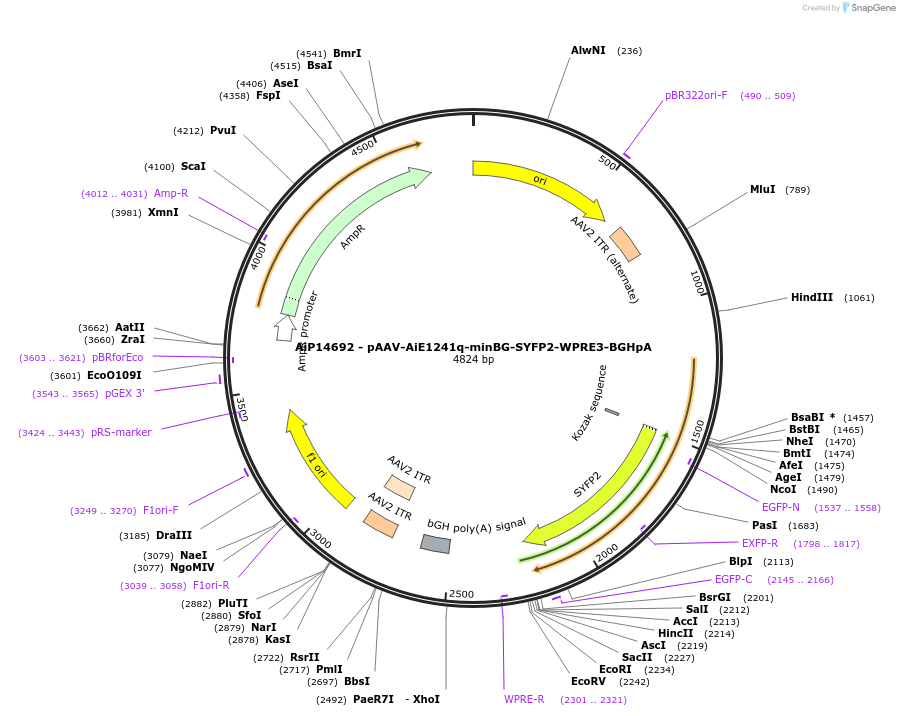 243213-plasmid-map-sequence-id-525562