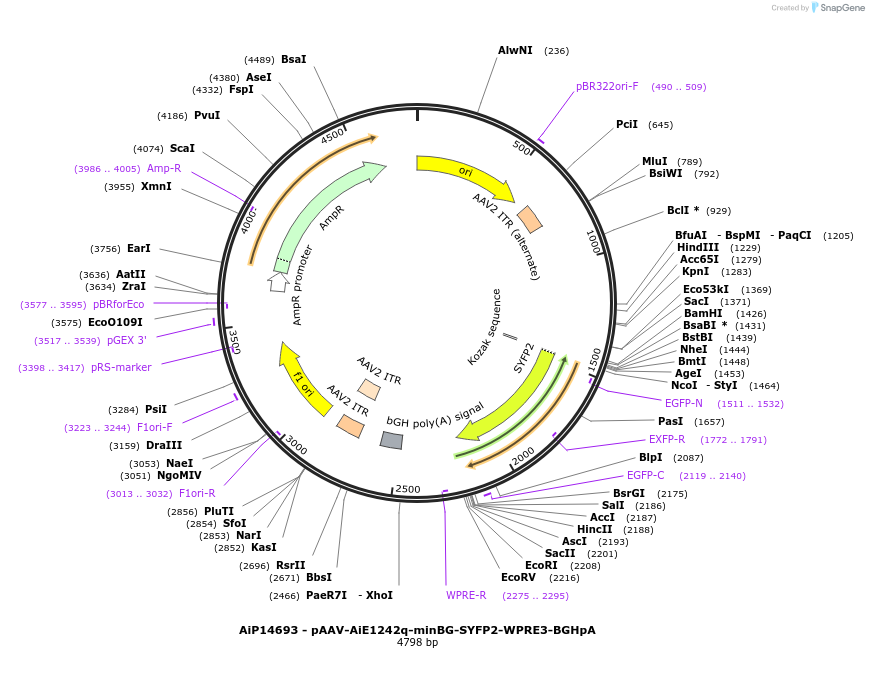 243214-plasmid-map-sequence-id-525563