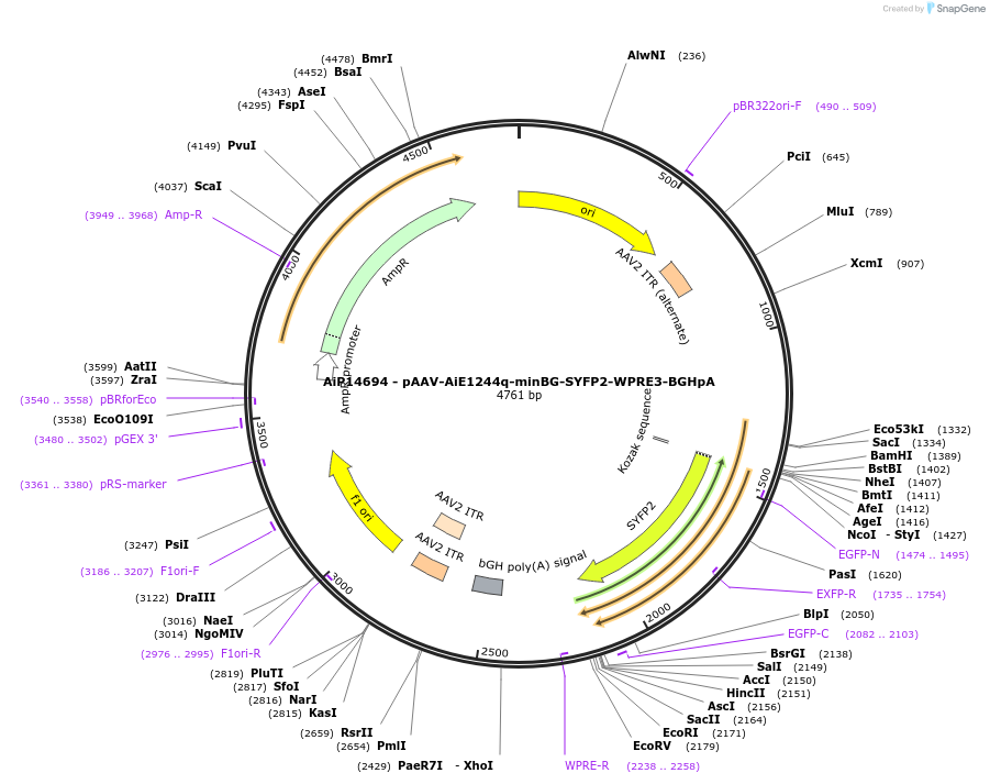243215-plasmid-map-sequence-id-525564