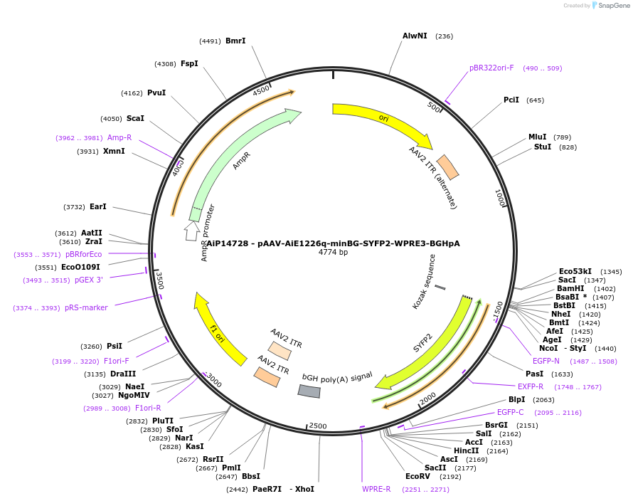 243217-plasmid-map-sequence-id-525566