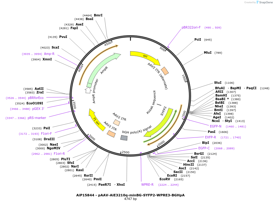 243307-plasmid-map-sequence-id-525567