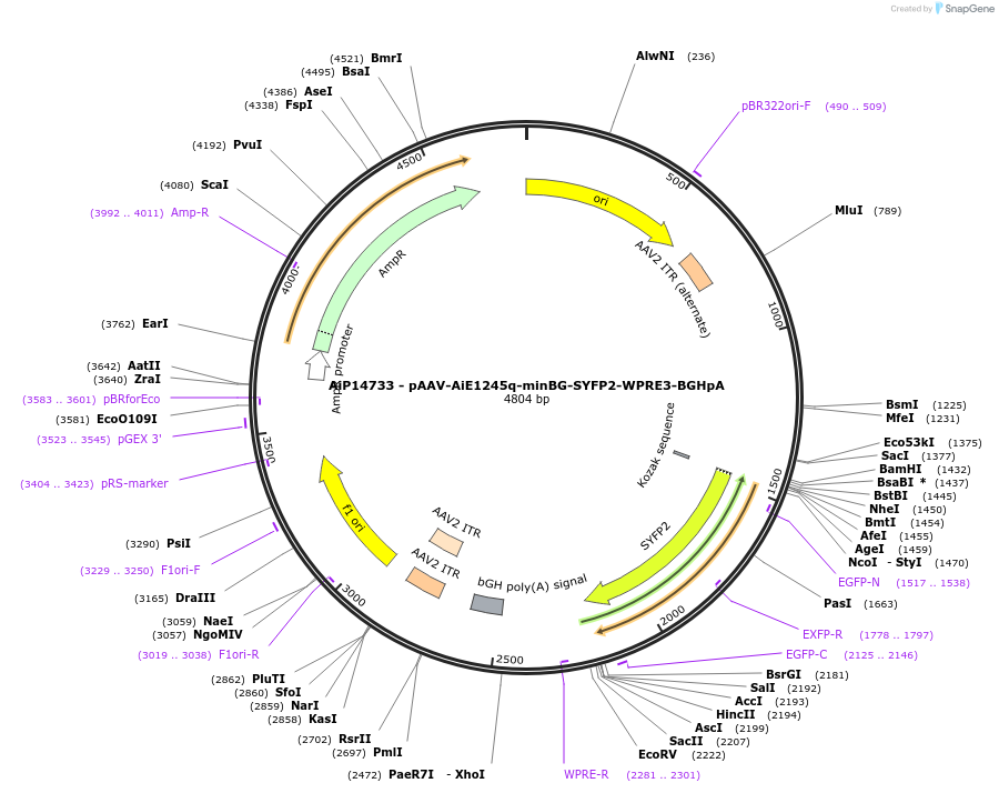 243219-plasmid-map-sequence-id-525568