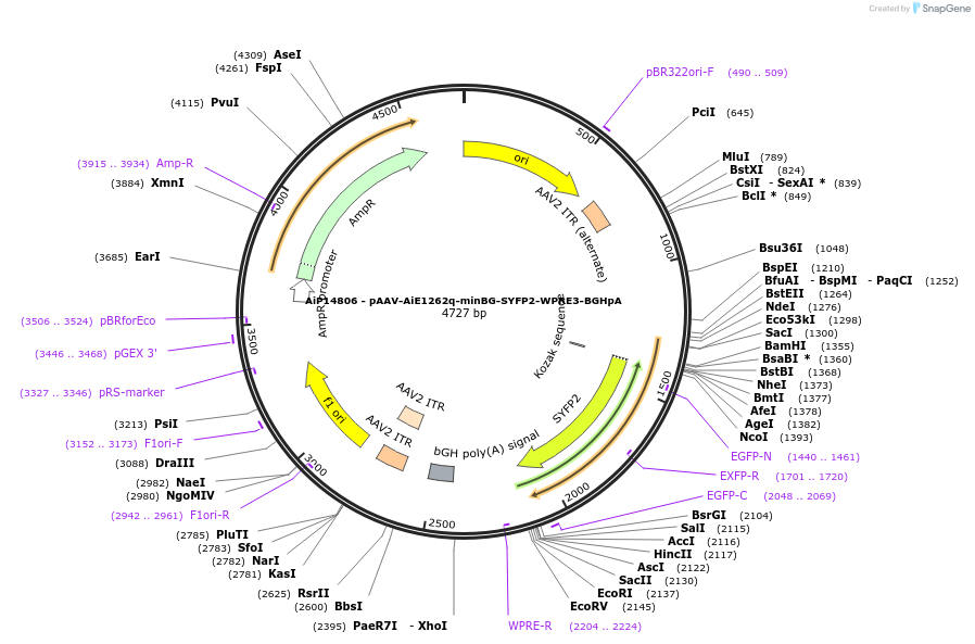 243220-plasmid-map-sequence-id-525569