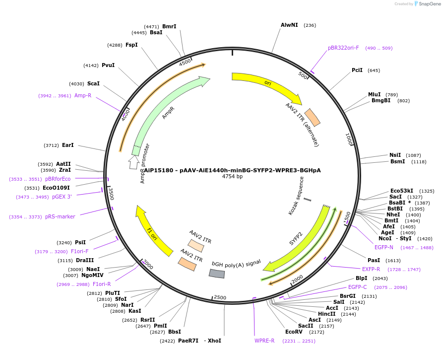 243221-plasmid-map-sequence-id-525570
