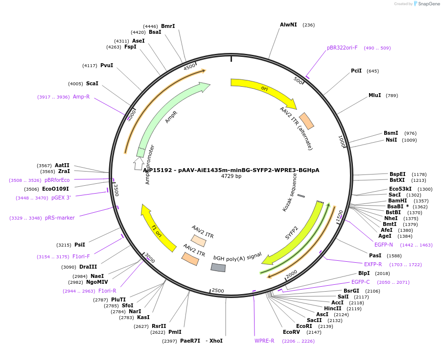 243222-plasmid-map-sequence-id-525571