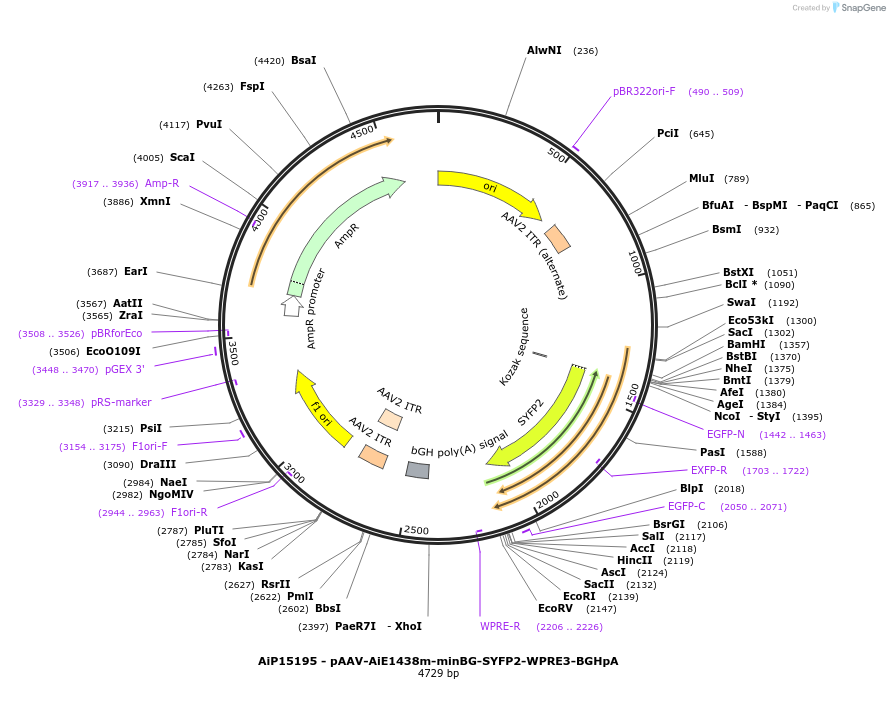243223-plasmid-map-sequence-id-525572