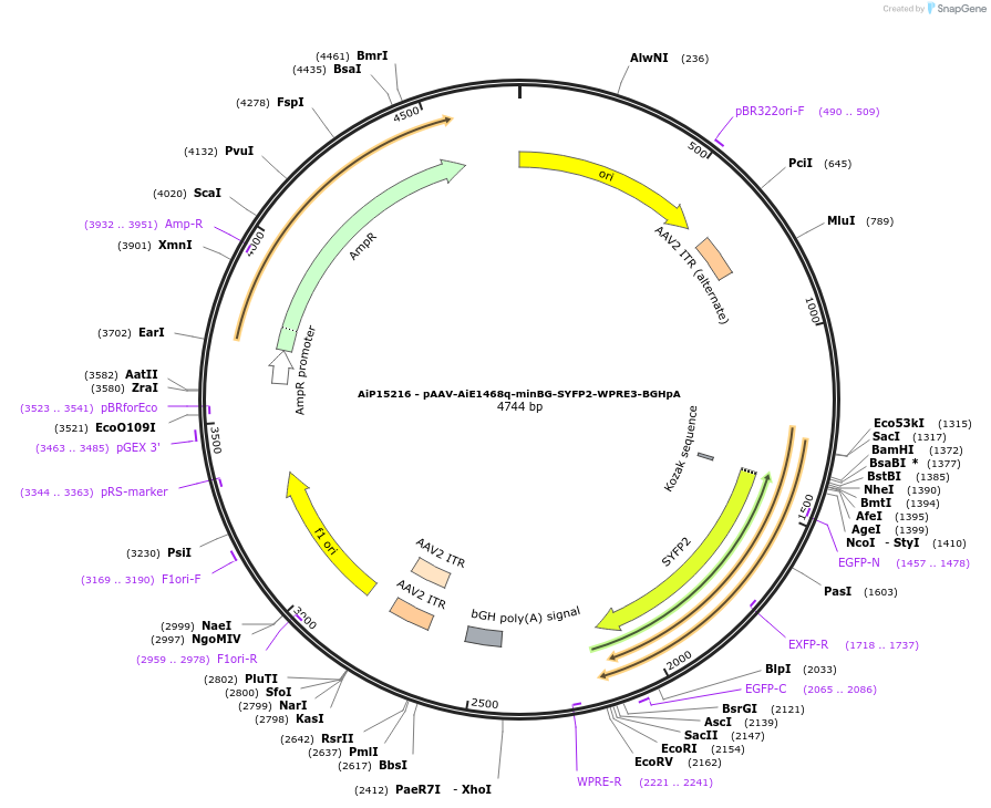 243227-plasmid-map-sequence-id-525574