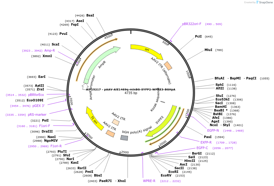 243228-plasmid-map-sequence-id-525575