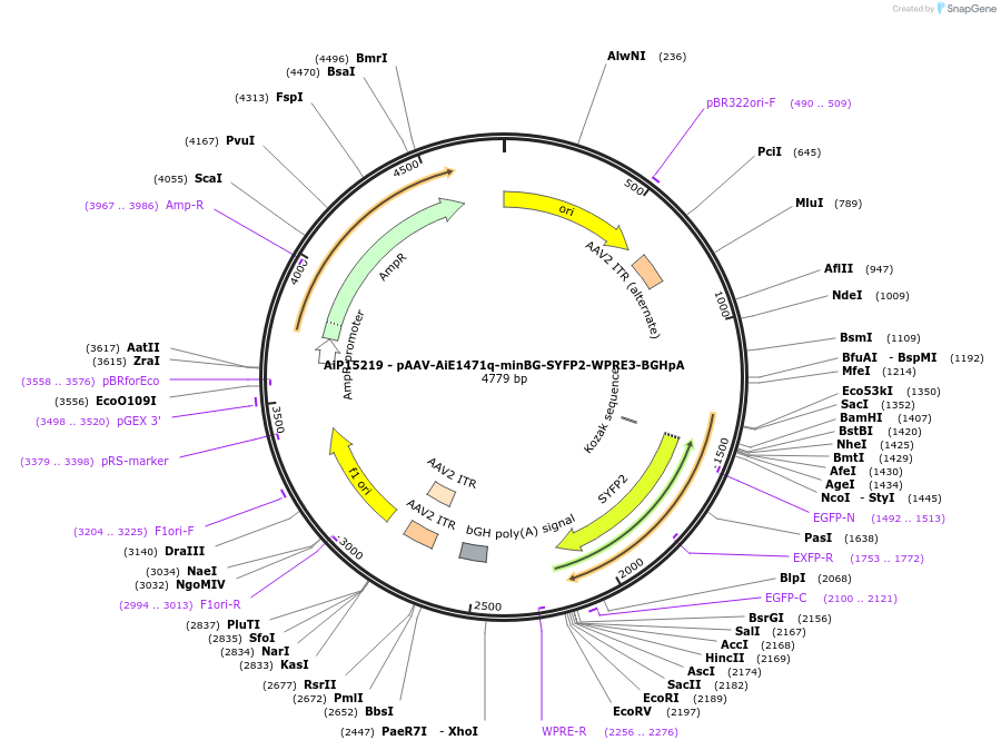 243229-plasmid-map-sequence-id-525576