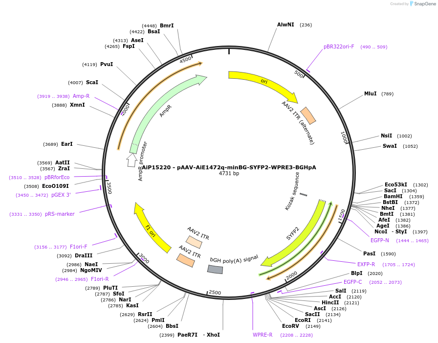 243230-plasmid-map-sequence-id-525577