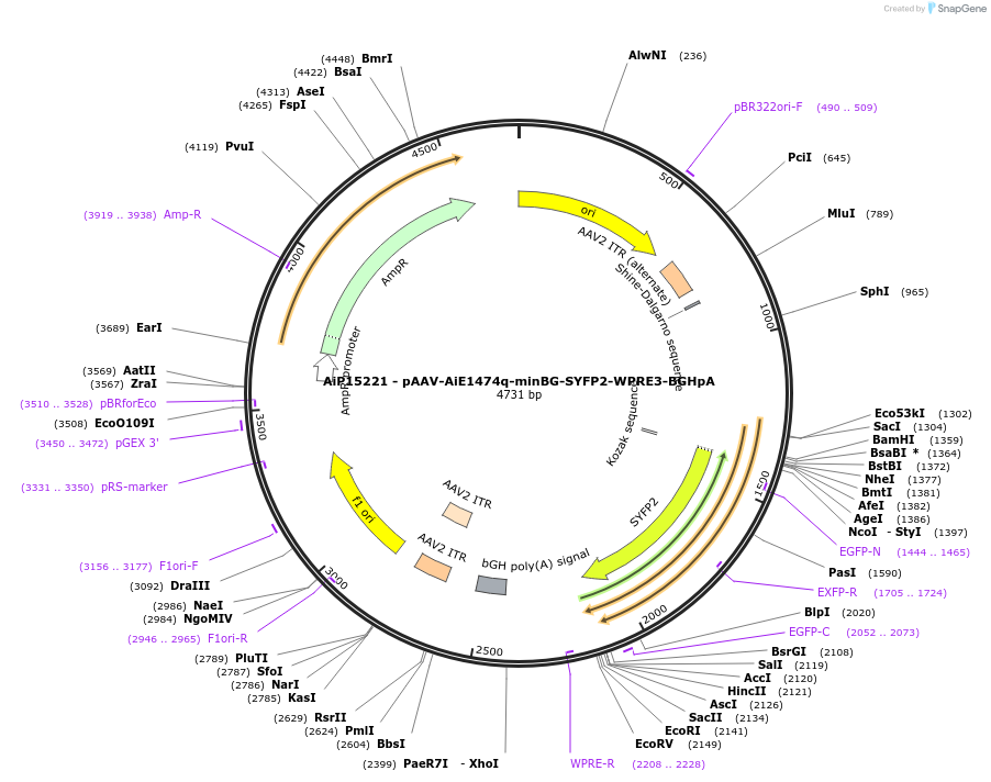 243231-plasmid-map-sequence-id-525578