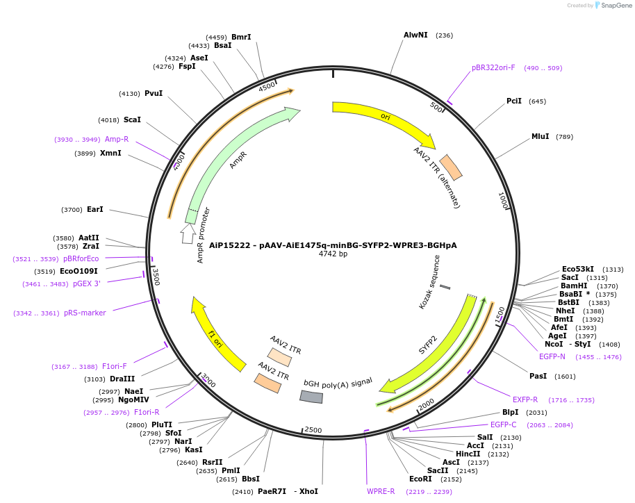 243232-plasmid-map-sequence-id-525579