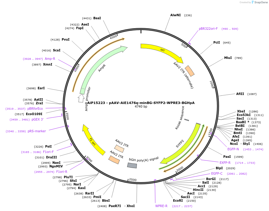 243233-plasmid-map-sequence-id-525580